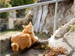 道に伏せている猫がこっちを向いている